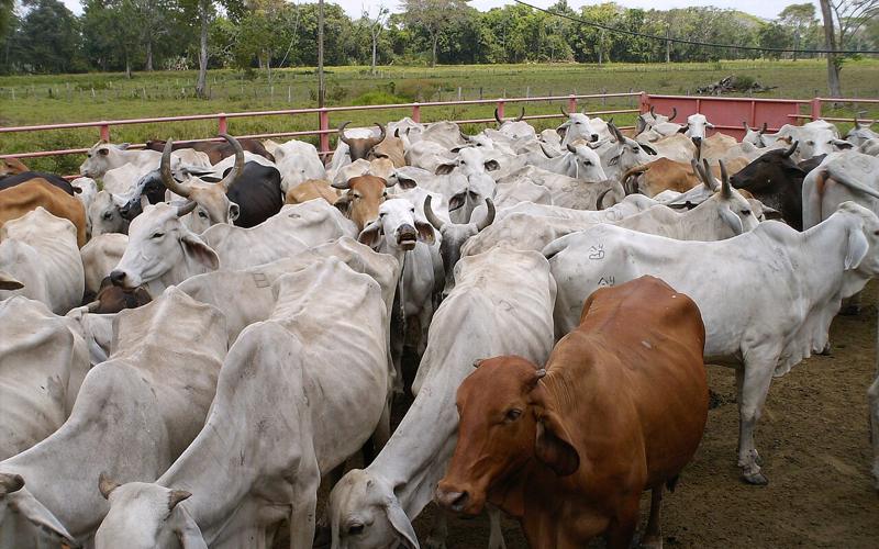Cattle penned for ranch work in Barinas